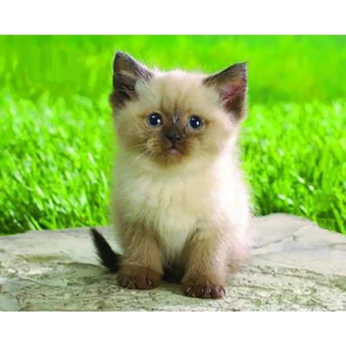 Килимок для мишки Pod Mishkou Сіамський котик — фото 2