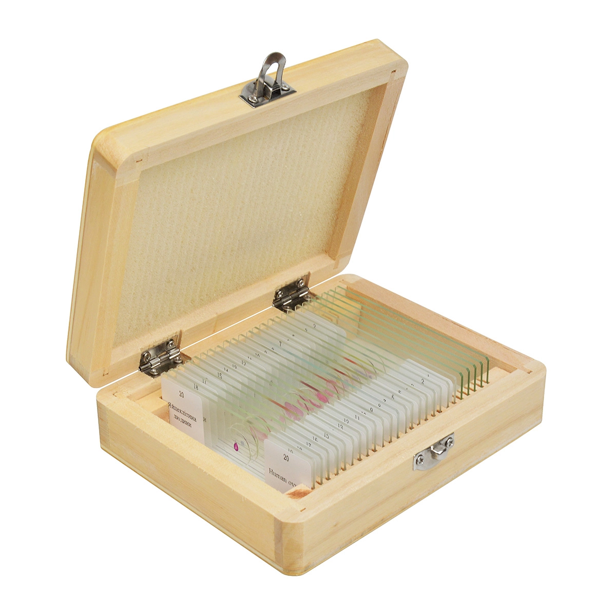 Набір мікропрепаратів SIGETA ADVANCE Анатомія (20 шт.) — фото 2